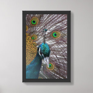 Peacock Framed Art