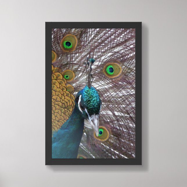 Peacock Framed Art (Framed Front)