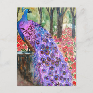 Peacock Garden Postcard