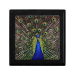 Peacock Gift Box