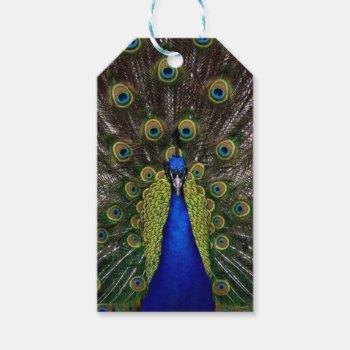 Peacock Gift Tags by MissMatching at Zazzle