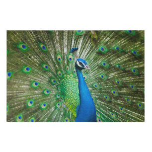 Peacock Green/Blue Faux Canvas Print