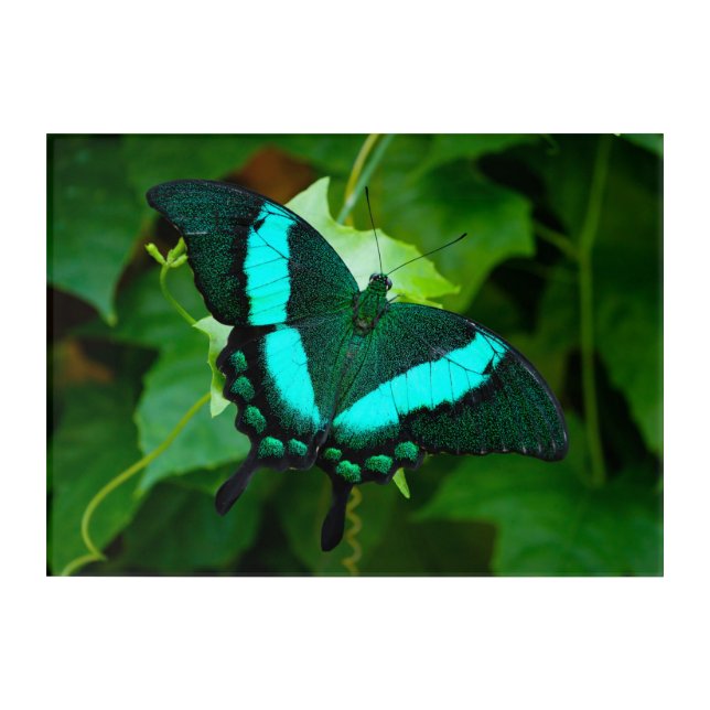 Peacock Green Butterfly Acrylic Wall Print Art (Front)