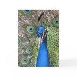 Peacock Greeting Card