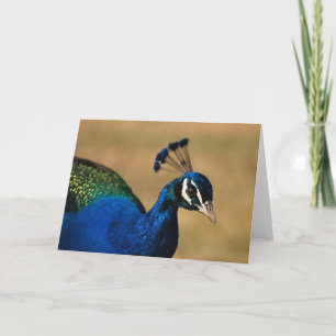 Peacock greeting cards - blank customizable