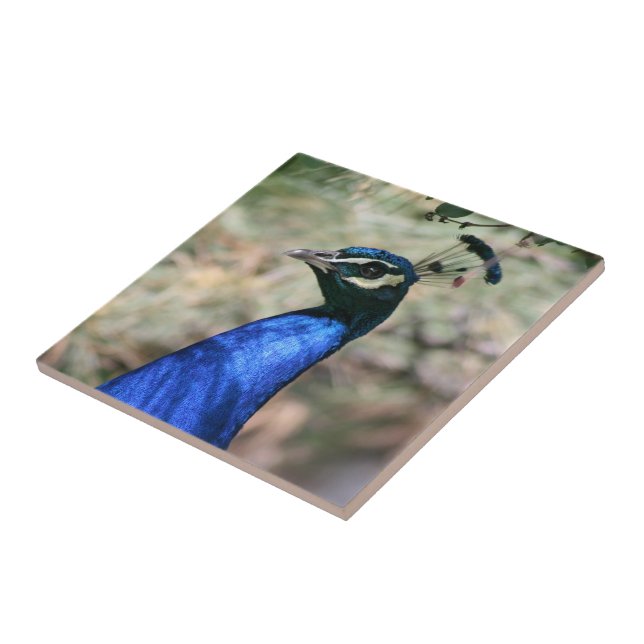 Peacock Head Closeup Ceramic Tile (Side)