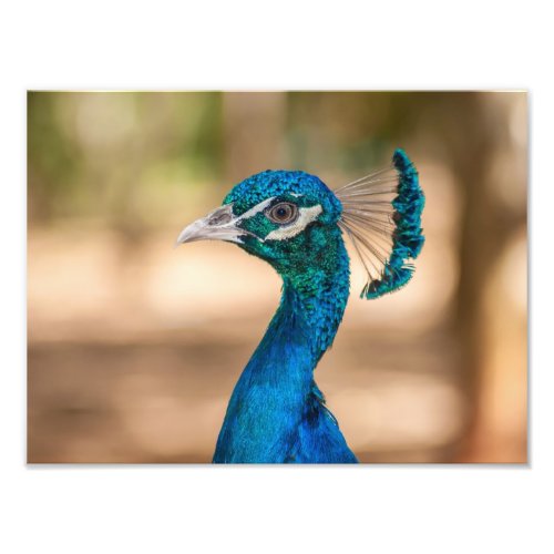 Peacock Head Photo Print