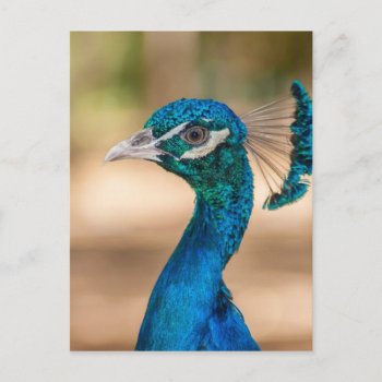 Peacock Head Postcard by Argos_Photography at Zazzle