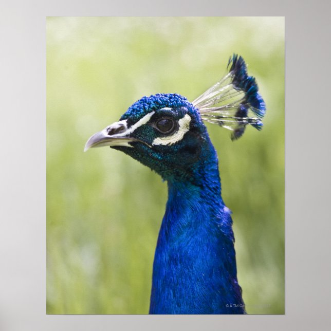 Peacock head poster (Front)