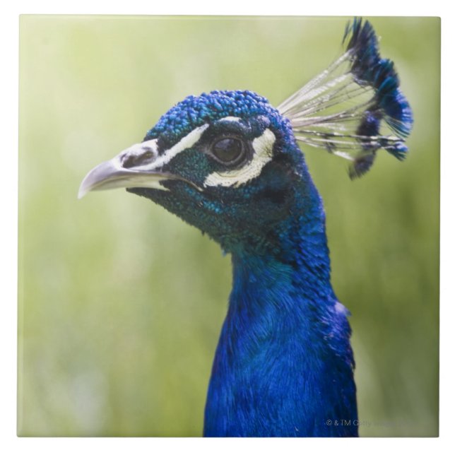 Peacock head tile (Front)