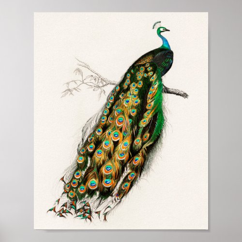 Peacock Illustration Vintage Art Print