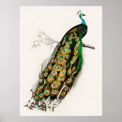 Peacock Illustration Vintage Art Print