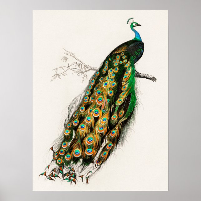 Peacock Illustration Vintage Art Print (Front)