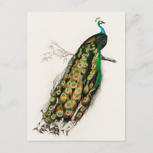 Peacock Illustration Vintage Art Print Postcard