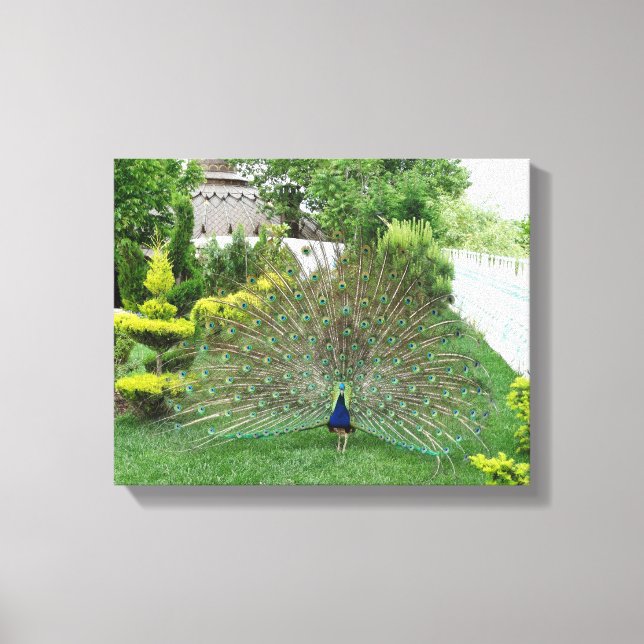 Peacock in a Garden Canvas Print (Front)