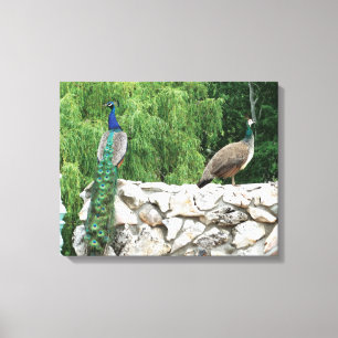 Peacock in a Garden photography Print Wall Art