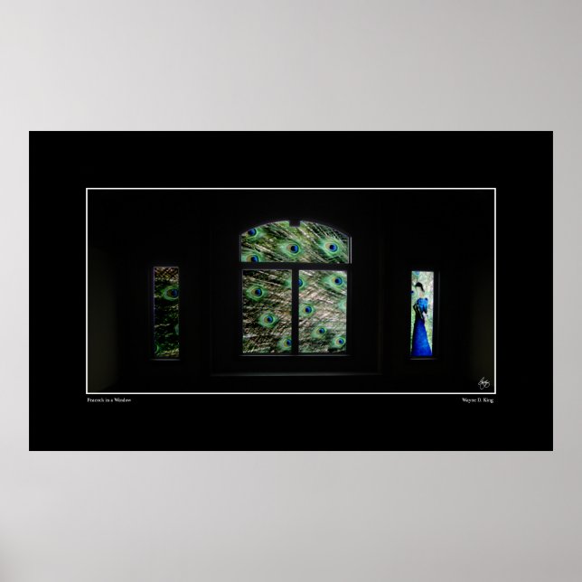 Peacock in a Window Poster (Front)
