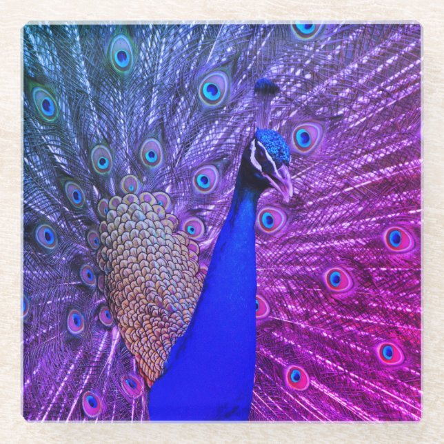 Peacock in full glory glass coaster (Front)