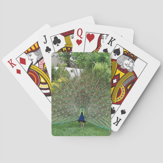 Peacock In Garden Photo Playing Cards (Back)