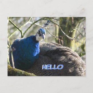 Peacock in Tree HELLO Postcard
