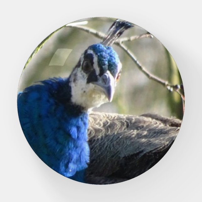 Peacock in Tree Paperweight (Front)