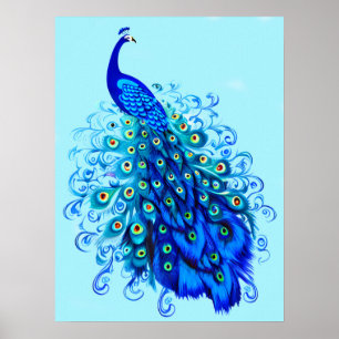 Peacock in Turquoise and Cobalt Blue  Poster