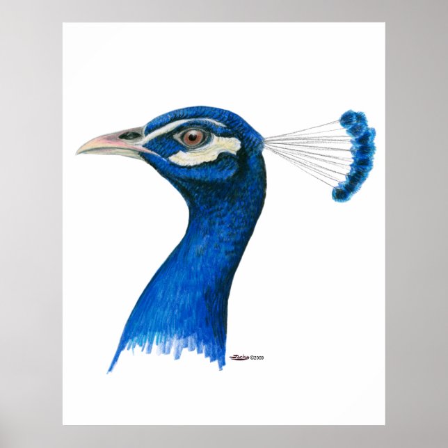 Peacock:  Indian Blue Poster (Front)