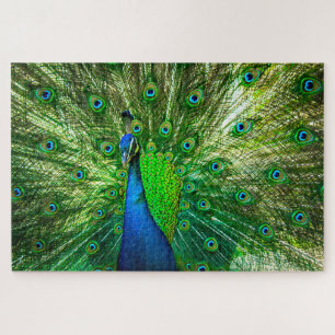 Peacock Jigsaw Puzzle