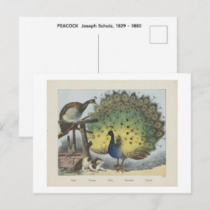 PEACOCK   Joseph Scholz, 1829 - 1880   Postcard