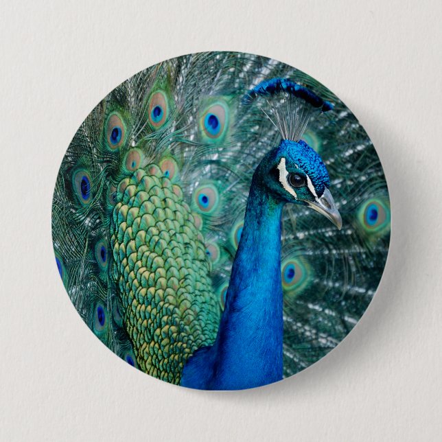 Peacock, large button (Front)