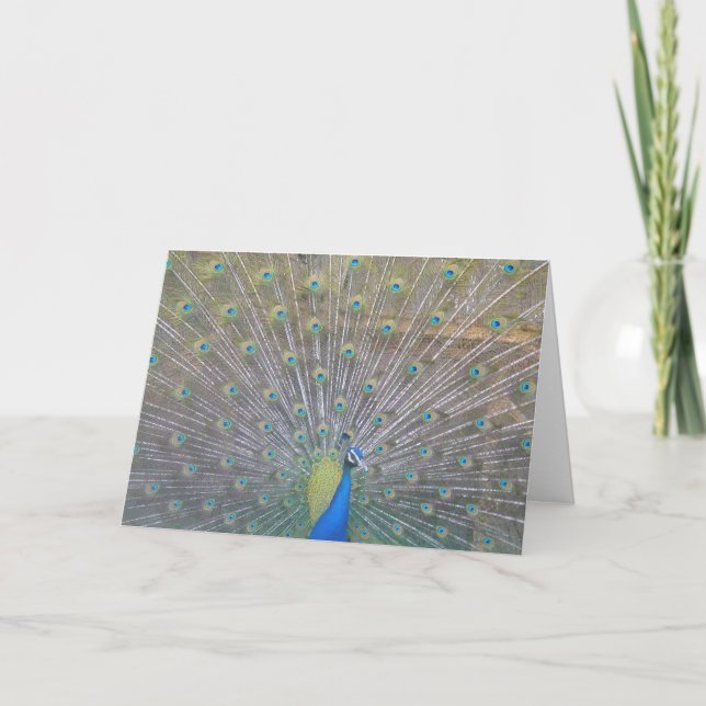 Peacock Letterpress Thank You Card (Front)