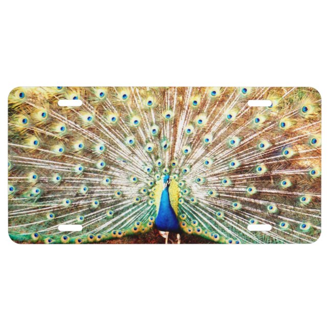 Peacock License Plate (Front)