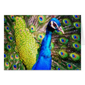 Peacock,Love_ (Front Horizontal)