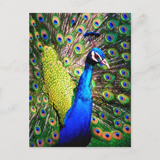 Peacock,Love_ Postcard (Front)