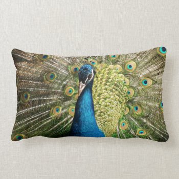 Peacock Lumbar Pillow by Wonderful12345 at Zazzle