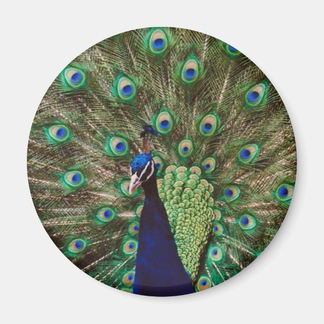 Peacock Magnet (Front)