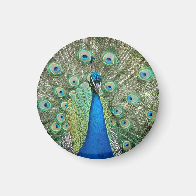 Peacock Magnet (Front)