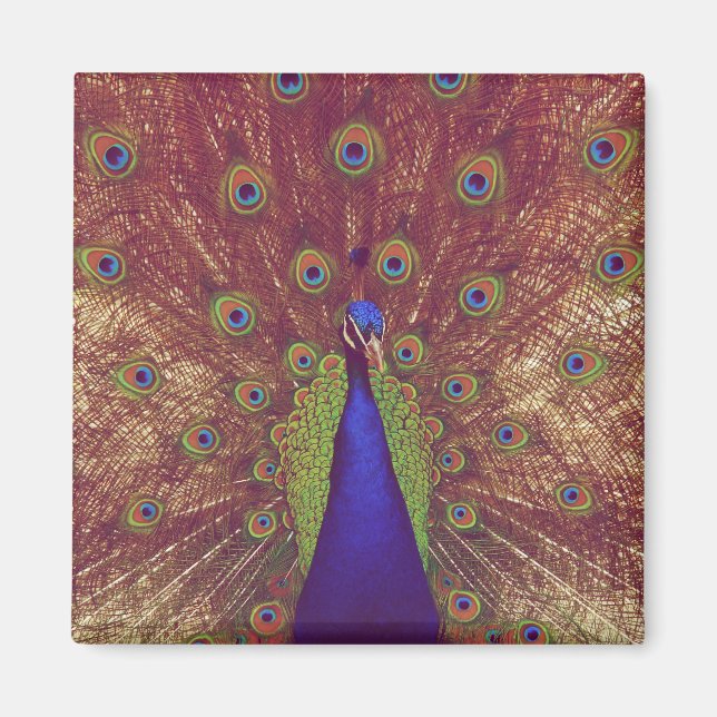 peacock magnet (Front)