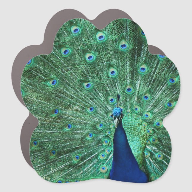 Peacock Magnet for Car or Home (Front)