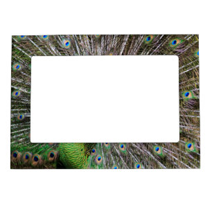 Peacock Magnetic Photo Frame