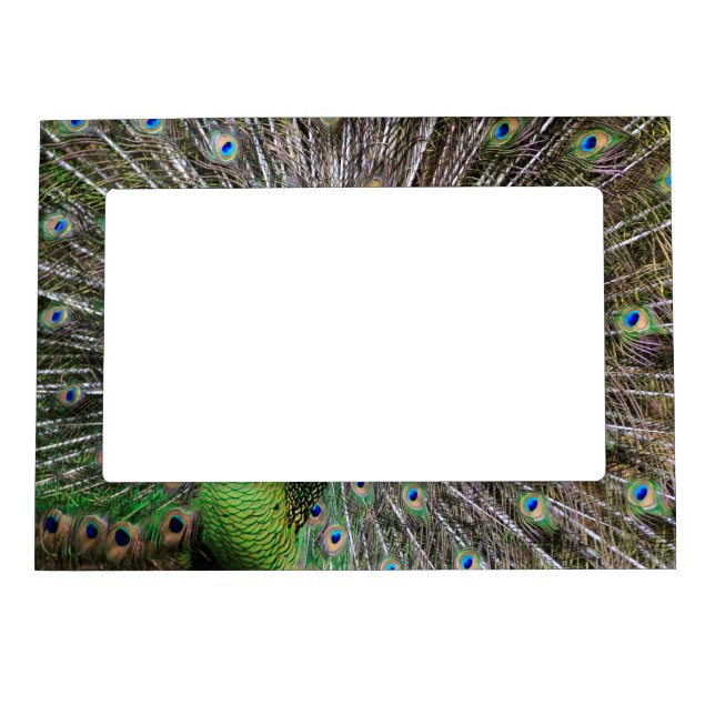 Peacock Magnetic Photo Frame (Front)