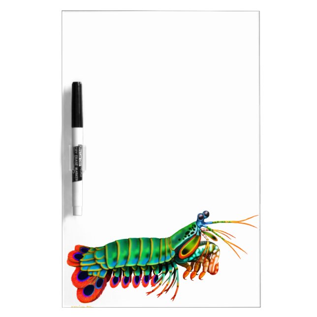 Peacock Mantis Shrimp Dry Erase Board (Front)