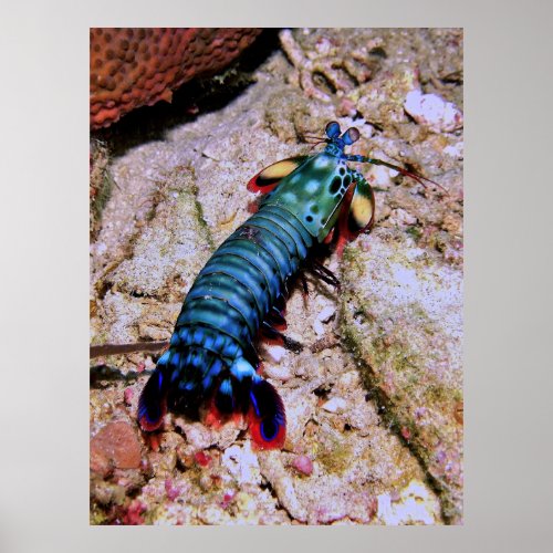 Peacock Mantis Shrimp_Gilis Poster