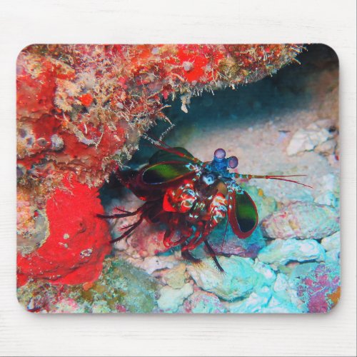 Peacock mantis shrimp mouse pad