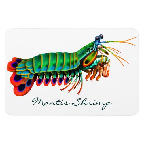 Peacock Mantis Shrimp Reef Animal  Magnet