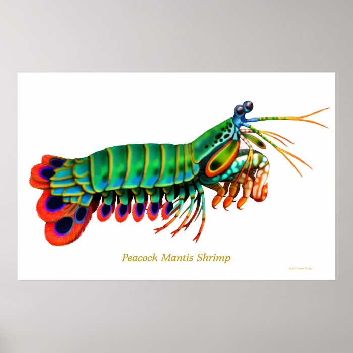 Peacock Mantis Shrimp Reef Animal Poster