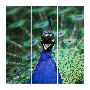 Peacock Mating Call Triptych