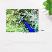 Peacock Mini Print (Desk)