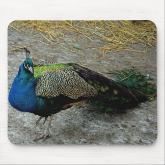 Peacock Mouse Pad