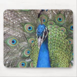 Peacock Mouse Pad